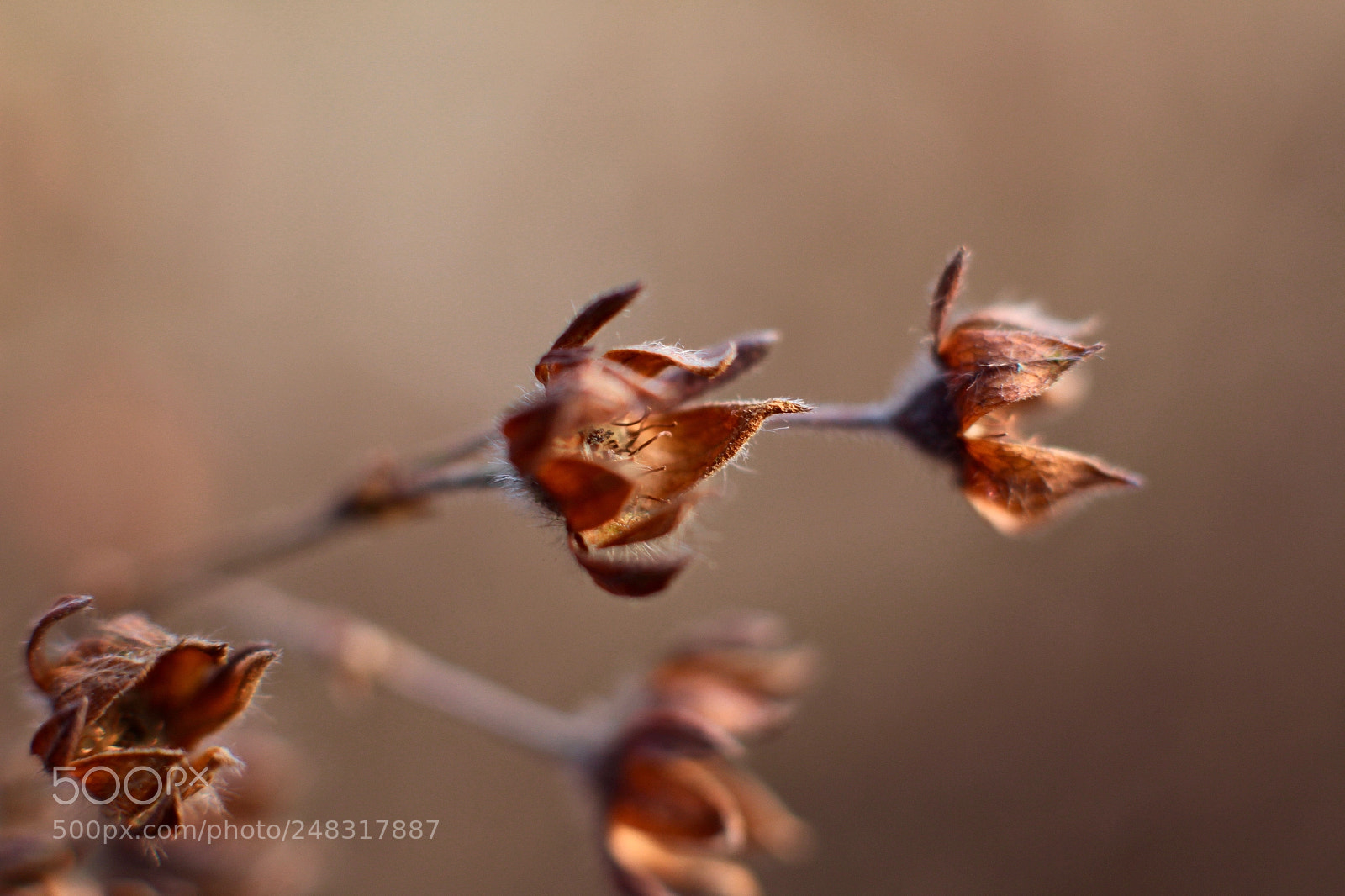 Canon EOS 700D (EOS Rebel T5i / EOS Kiss X7i) sample photo. 20180305_makro photography