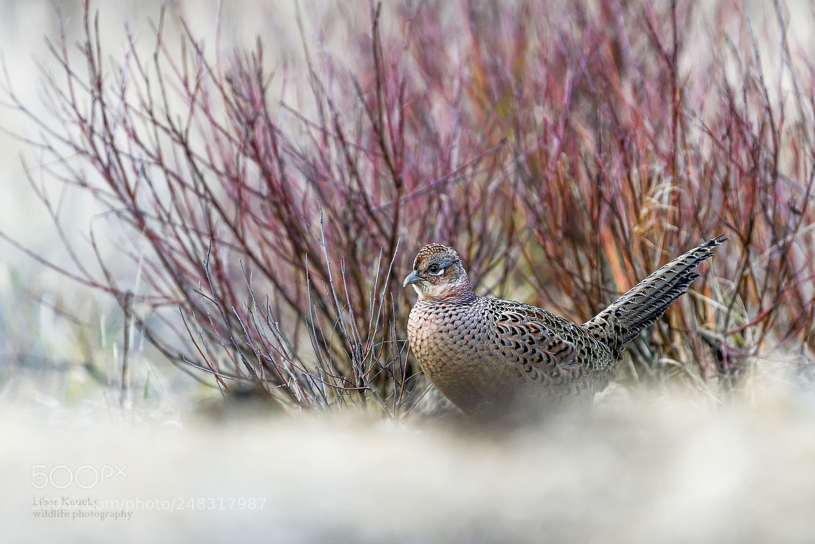 Nikon D500 sample photo. Pheasant (phasianus colchicus) photography