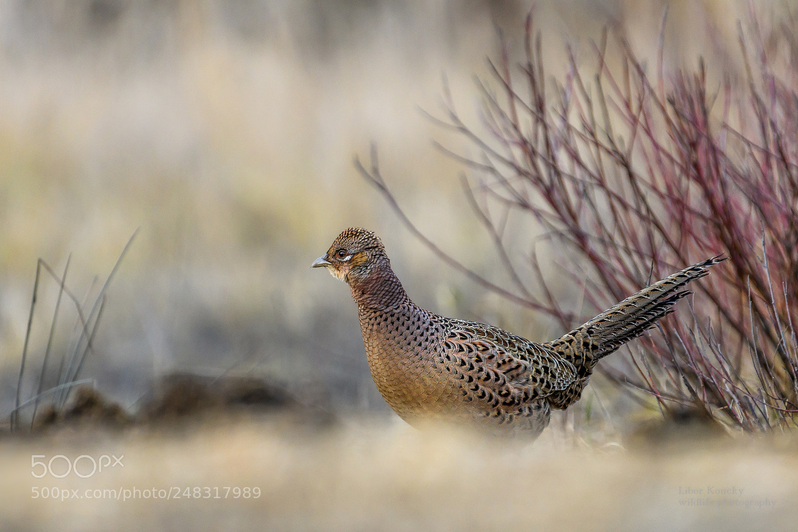 Nikon D500 sample photo. Pheasant (phasianus colchicus) photography