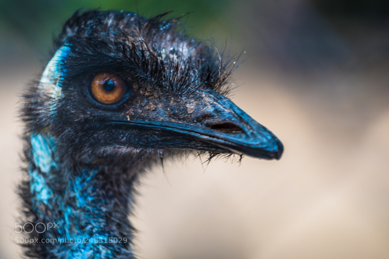 Nikon D810 sample photo. Big bird photography