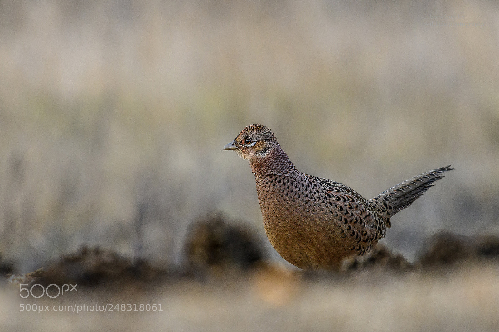 Nikon D500 sample photo. Pheasant (phasianus colchicus) photography