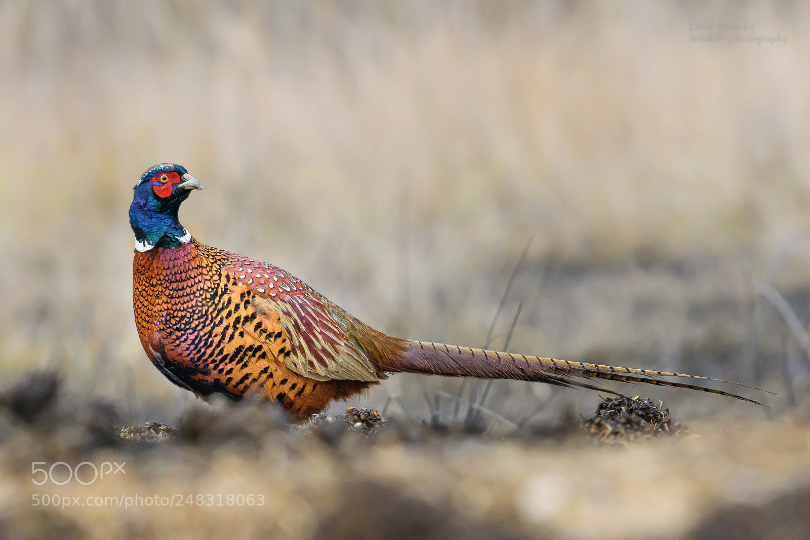 Nikon D500 sample photo. Pheasant (phasianus colchicus) photography