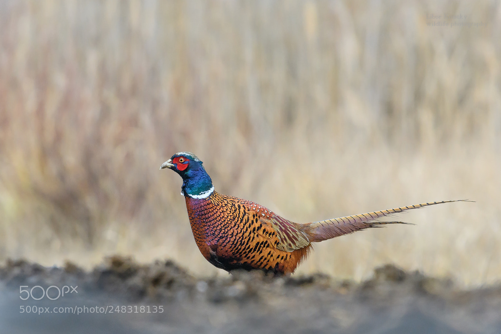 Nikon D500 sample photo. Pheasant (phasianus colchicus) photography
