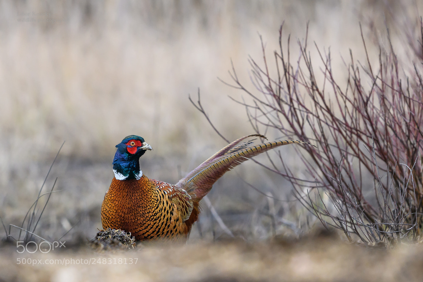 Nikon D500 sample photo. Pheasant (phasianus colchicus) photography