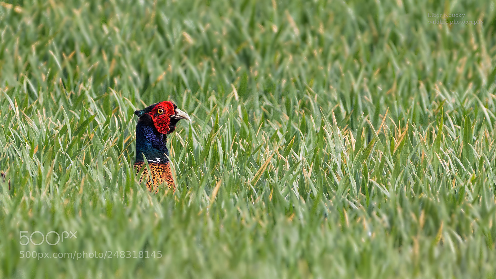 Nikon D5500 sample photo. Pheasant (phasianus colchicus) photography