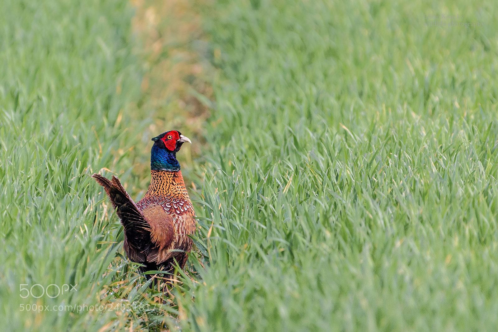 Nikon D5500 sample photo. Pheasant (phasianus colchicus) photography
