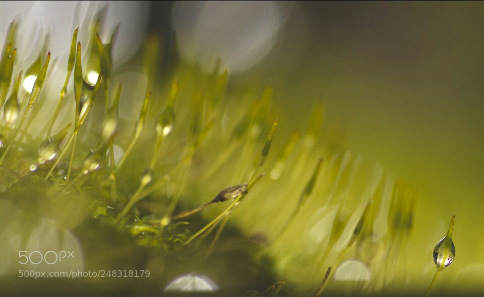 Canon EOS 7D sample photo. Untitled photography