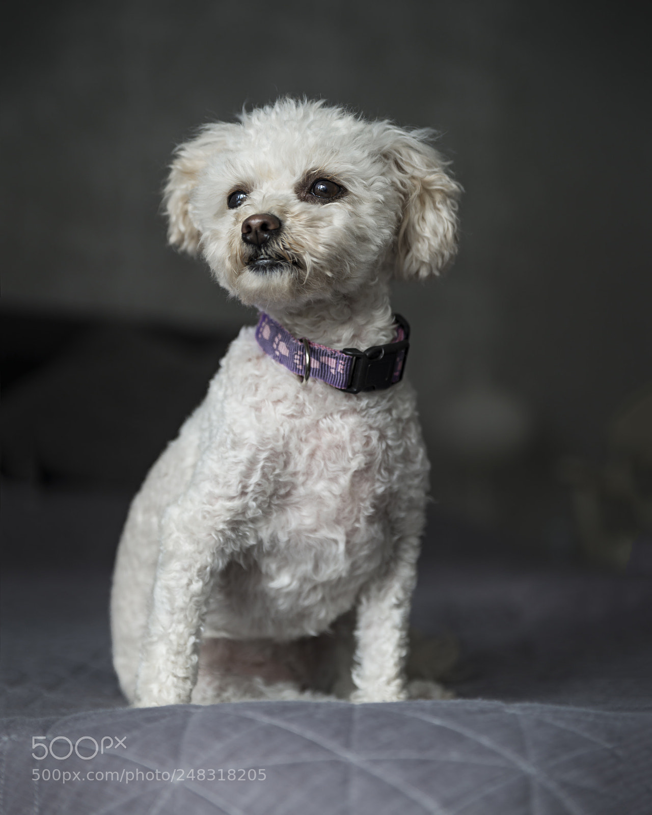 Nikon D600 sample photo. This is molly! photography