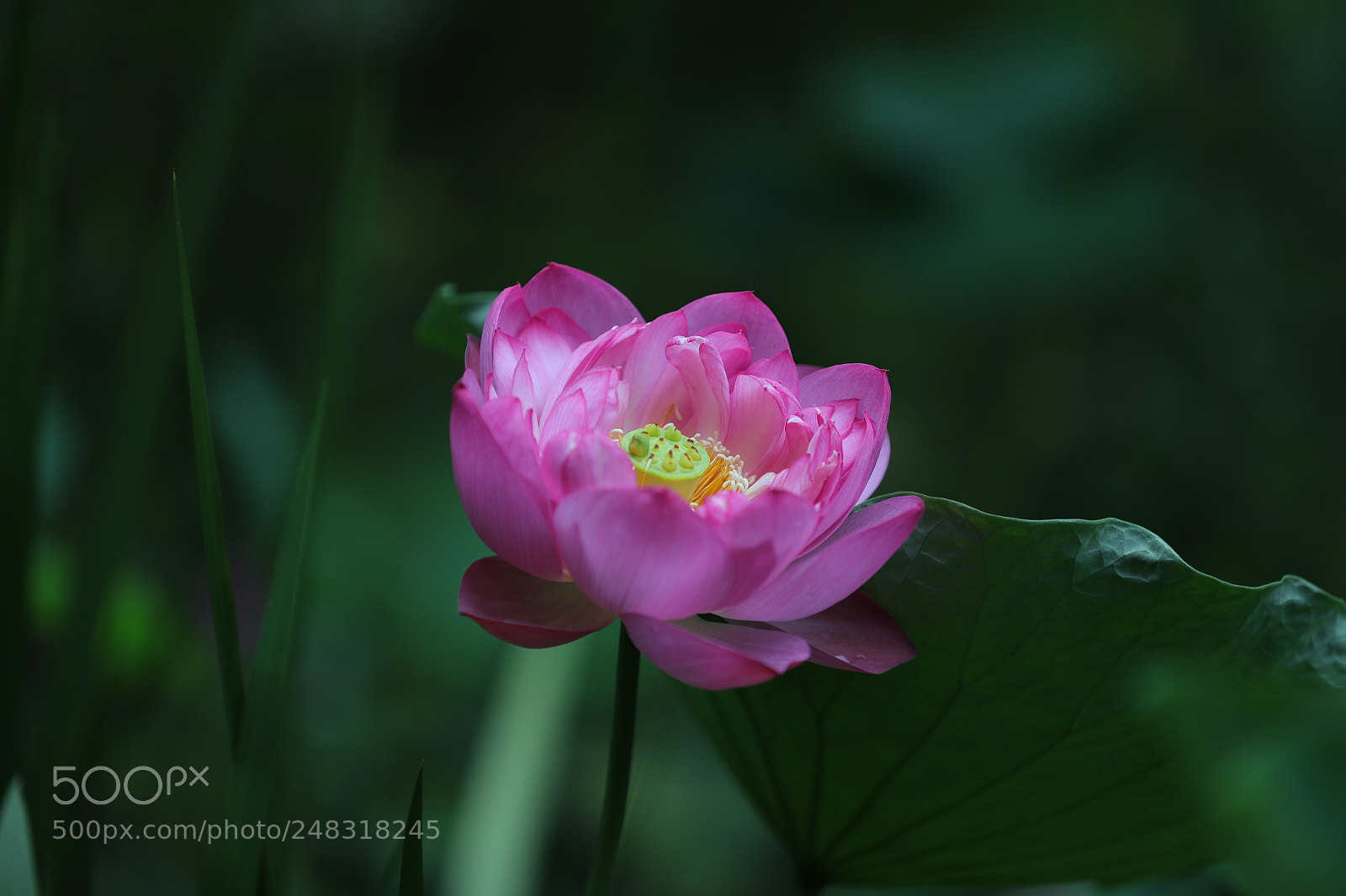 Canon EOS-1D X Mark II sample photo. Lotus 2017 photography