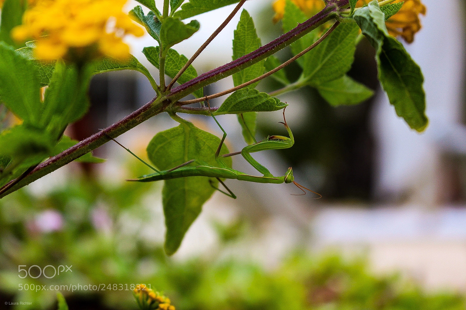 Canon EOS 700D (EOS Rebel T5i / EOS Kiss X7i) sample photo. Praying mantid photography