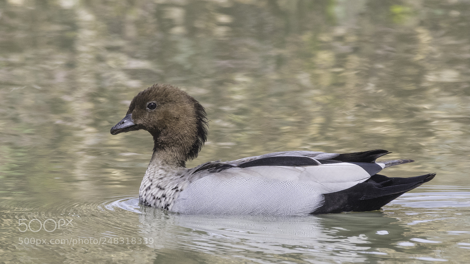 Canon EOS 5DS sample photo. Maned duck photography