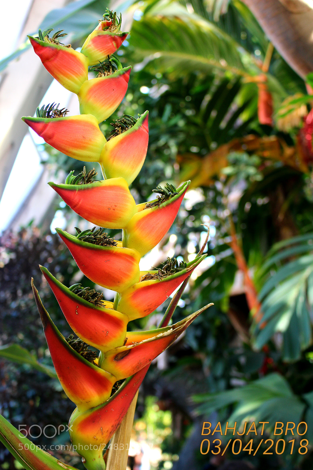 Canon EOS 100D (EOS Rebel SL1 / EOS Kiss X7) sample photo. From botaicn gardens denver photography