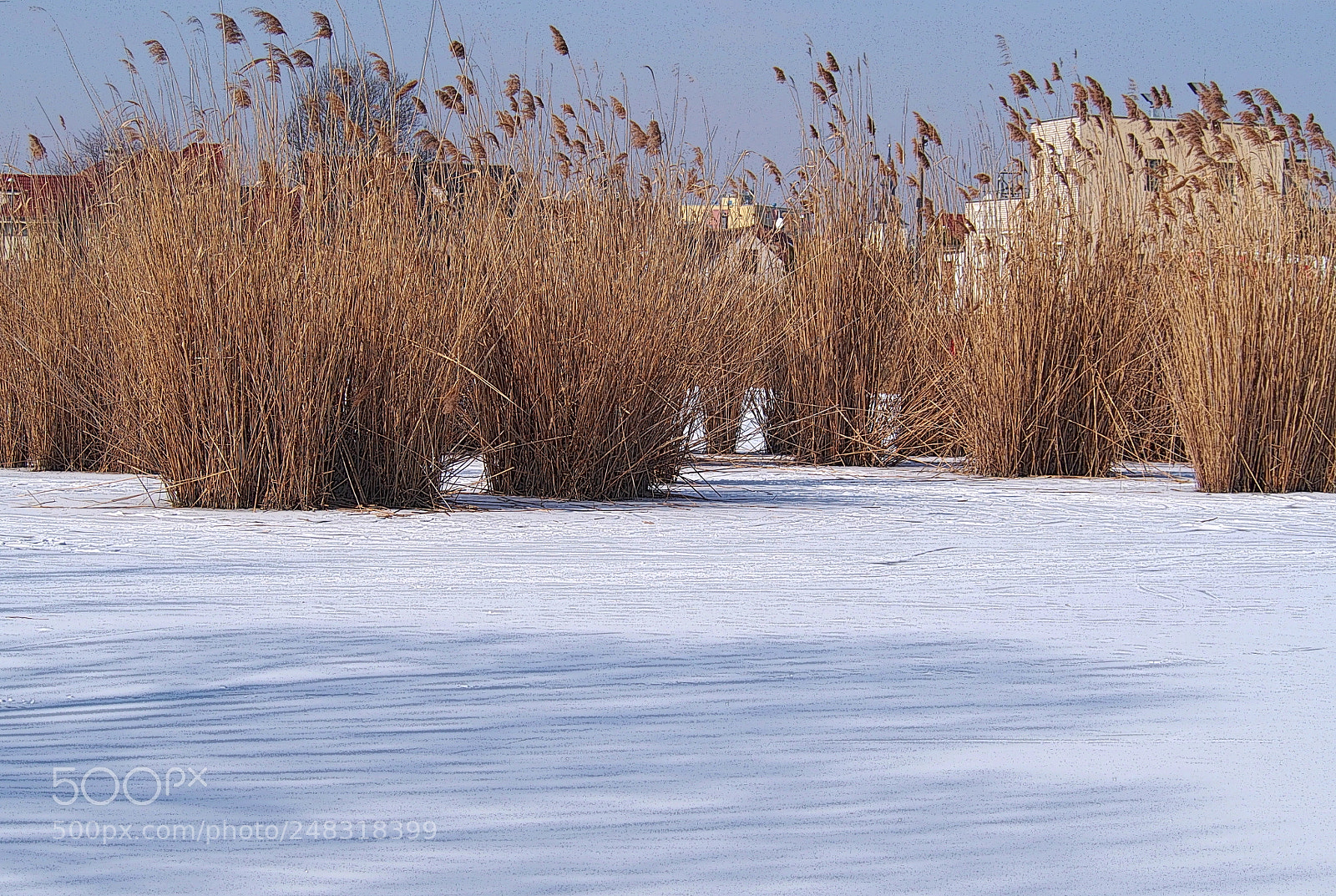 Olympus PEN E-PL6 sample photo. Frozen pond photography