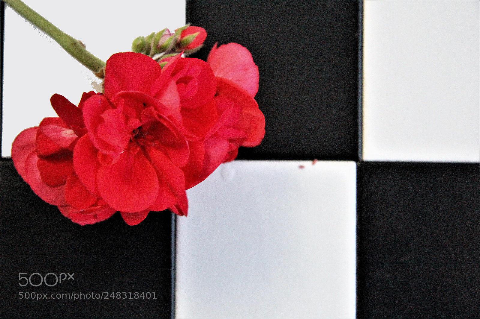 Canon EOS 60D sample photo. Flores y ajedrez photography