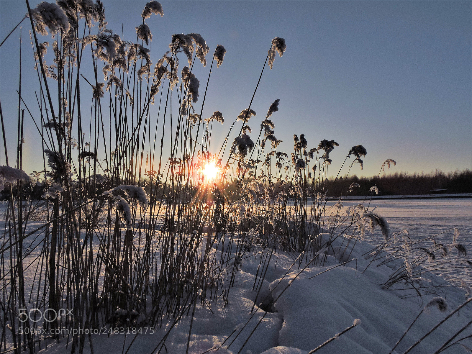 Nikon Coolpix P600 sample photo. Bed of reeds photography