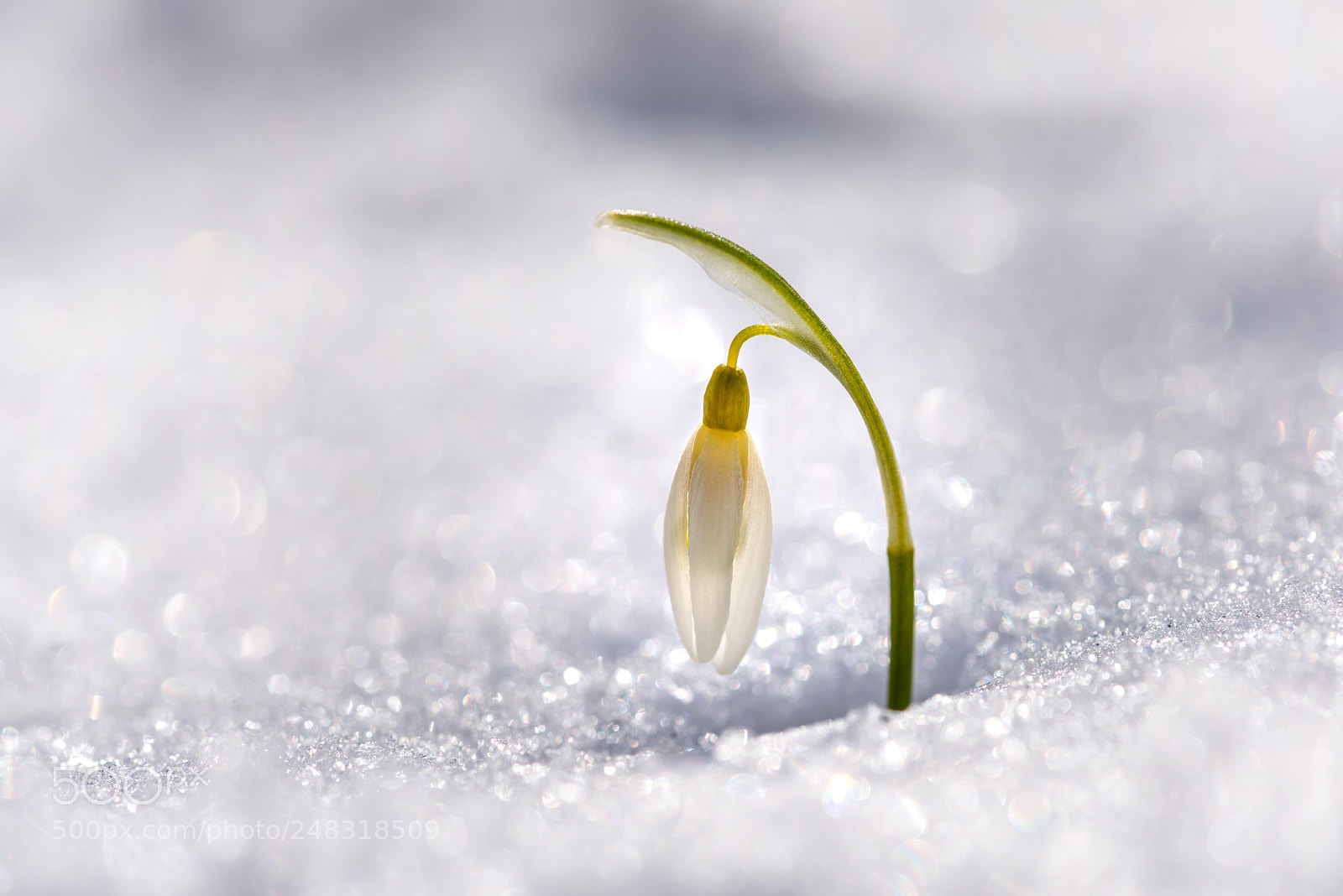 Nikon D810 sample photo. Ich bin stark! photography