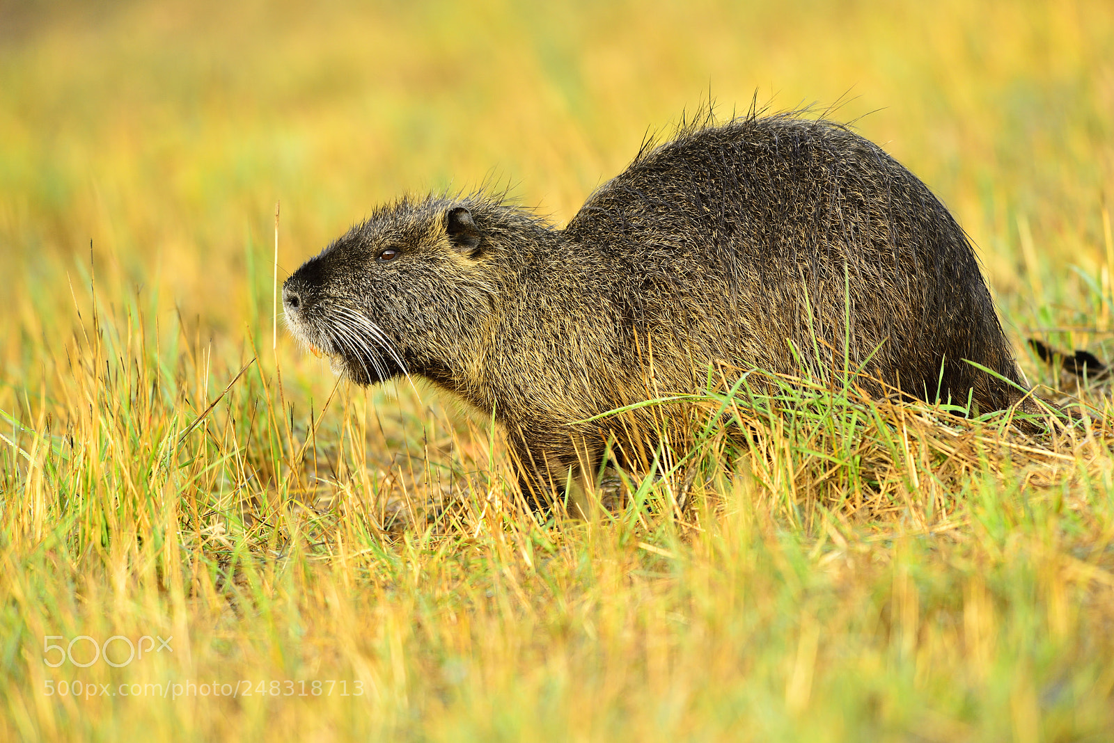 Nikon D800 sample photo. Nutria (castorino) photography