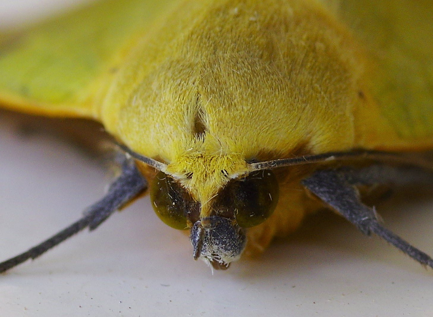 Pentax K-3 + Pentax smc D-FA 50mm F2.8 Macro sample photo. Butterfly photography