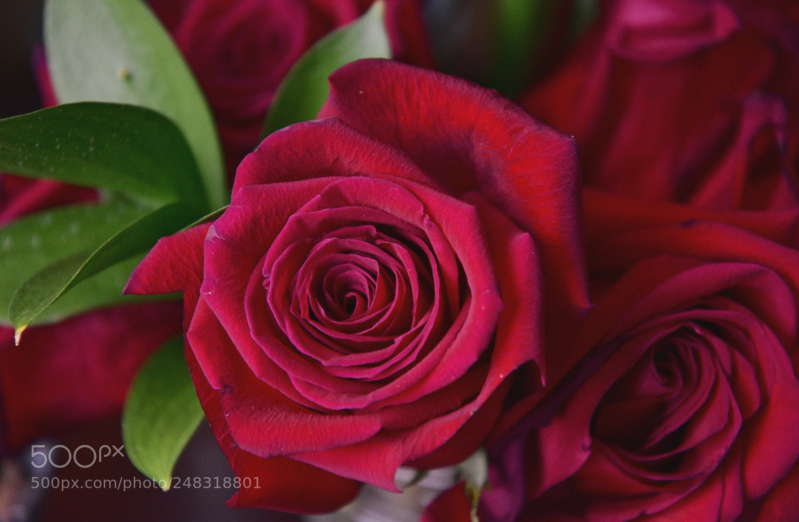 Nikon D3400 sample photo. Red rose photography