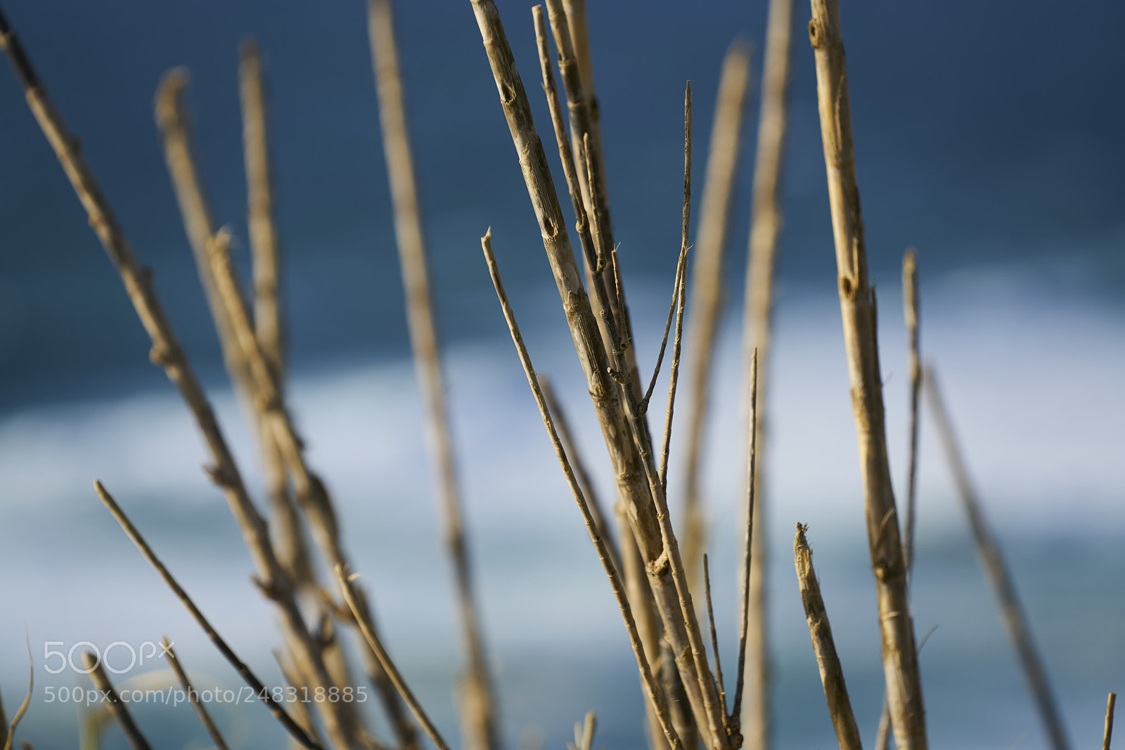 Sony a7R II sample photo. Complementary colours i photography