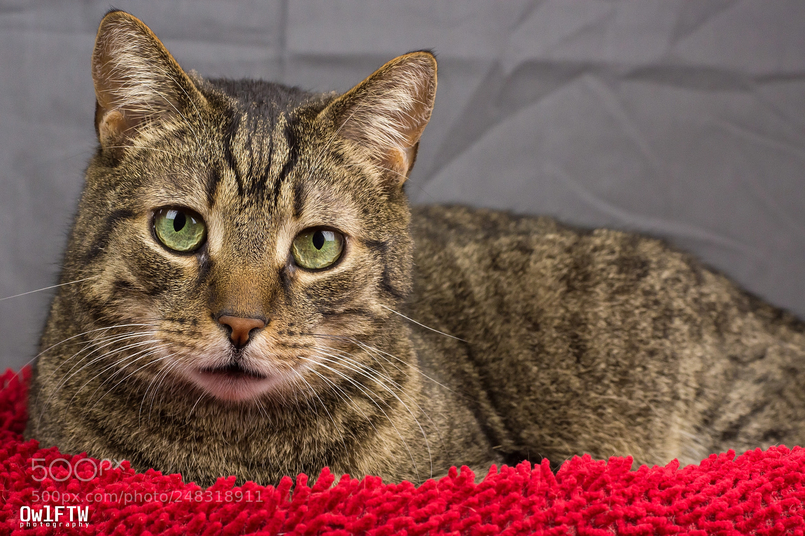 Nikon D7200 sample photo. A cat named mozart photography