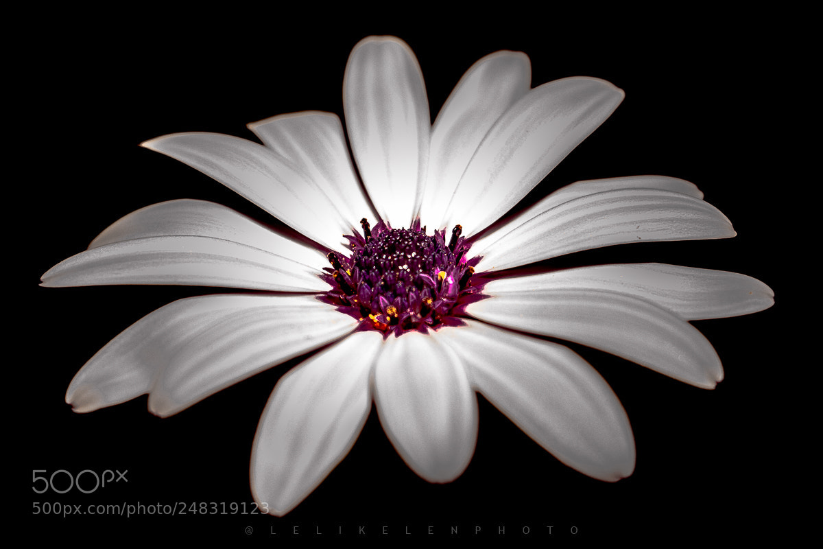 Canon EOS 700D (EOS Rebel T5i / EOS Kiss X7i) sample photo. Flower photography