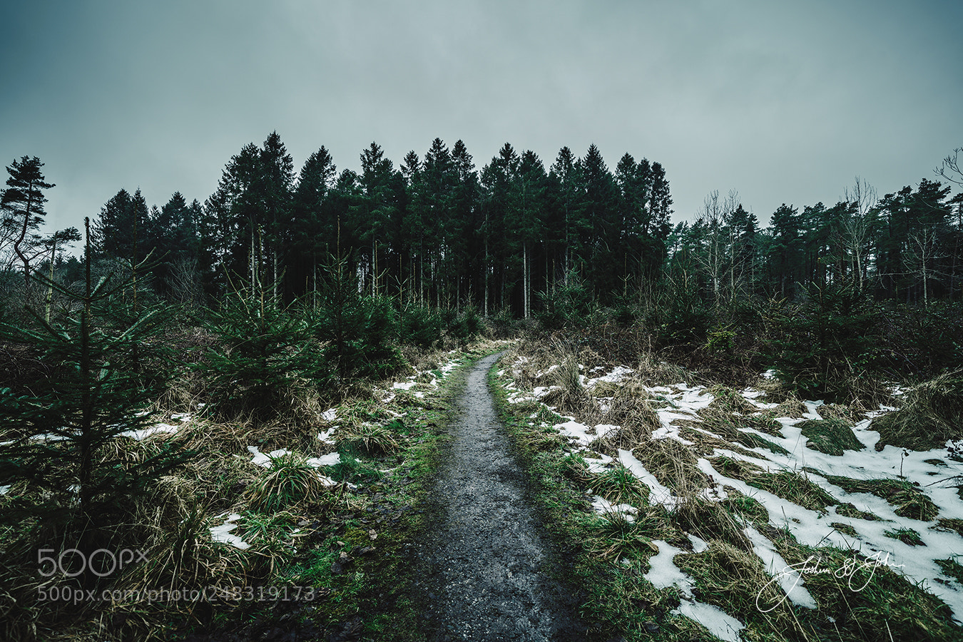 Sony a7R II sample photo. Forrest trail photography