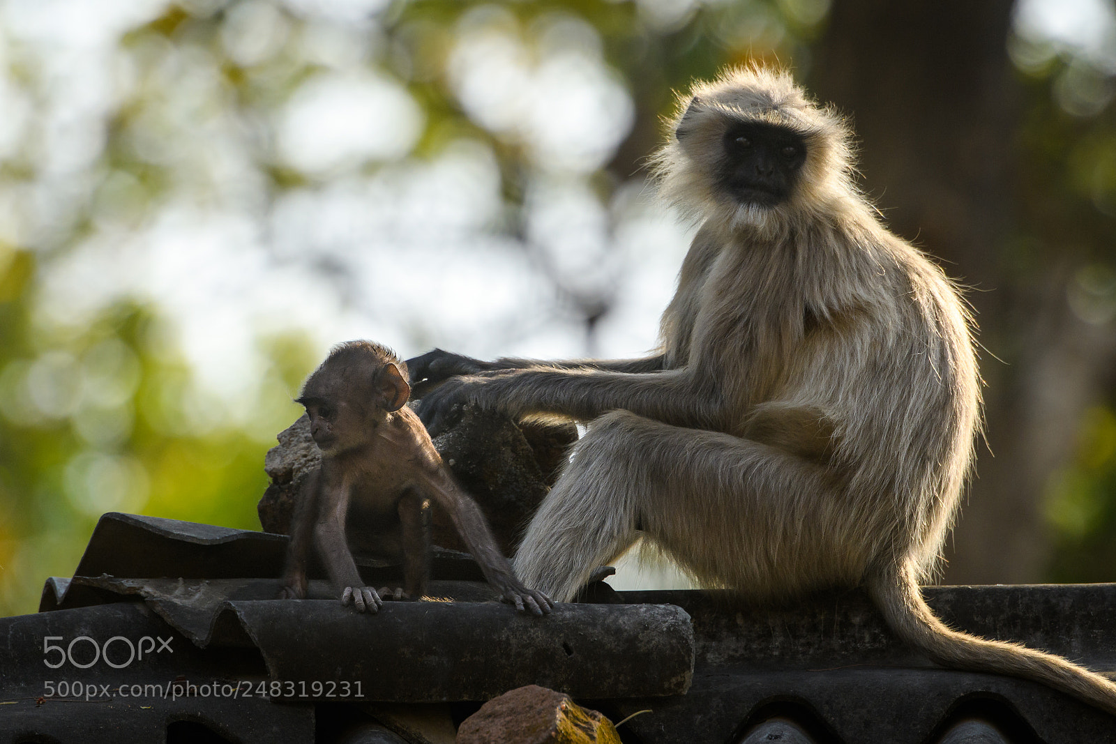 Nikon D500 sample photo. Monkeys on the roof photography