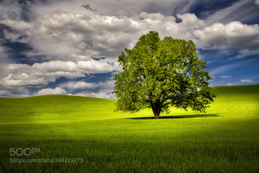 Canon EOS-1Ds Mark II sample photo. Lone tree in wheat photography