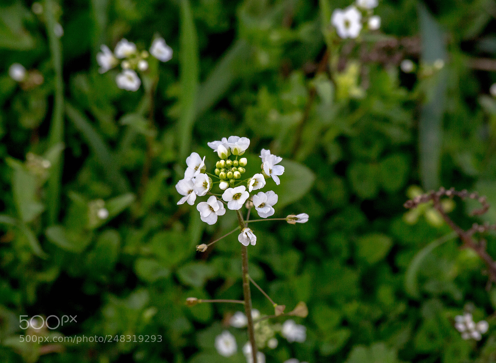 Canon EOS 700D (EOS Rebel T5i / EOS Kiss X7i) sample photo. Springing process! photography