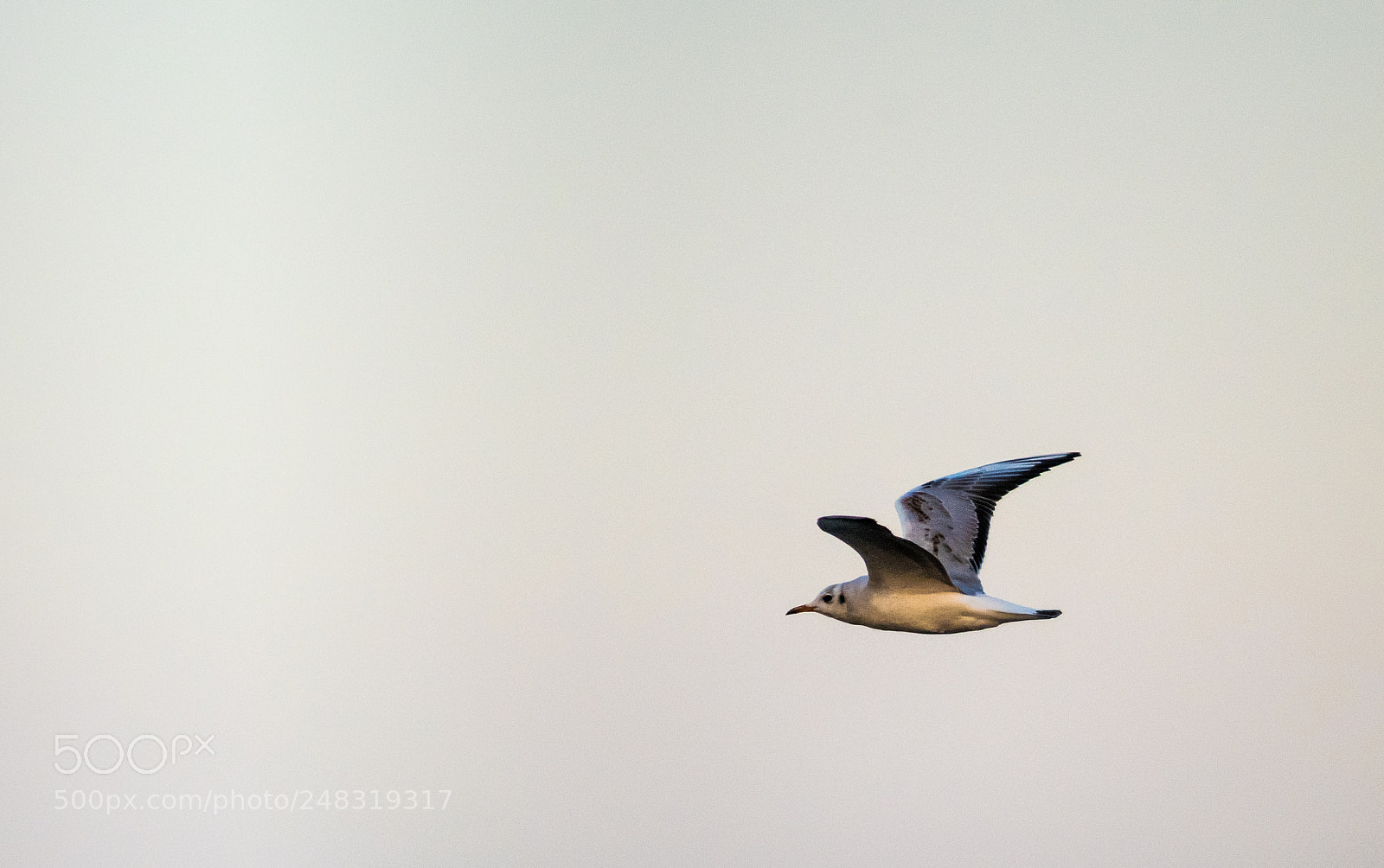 Nikon D5300 sample photo. Seagull photography