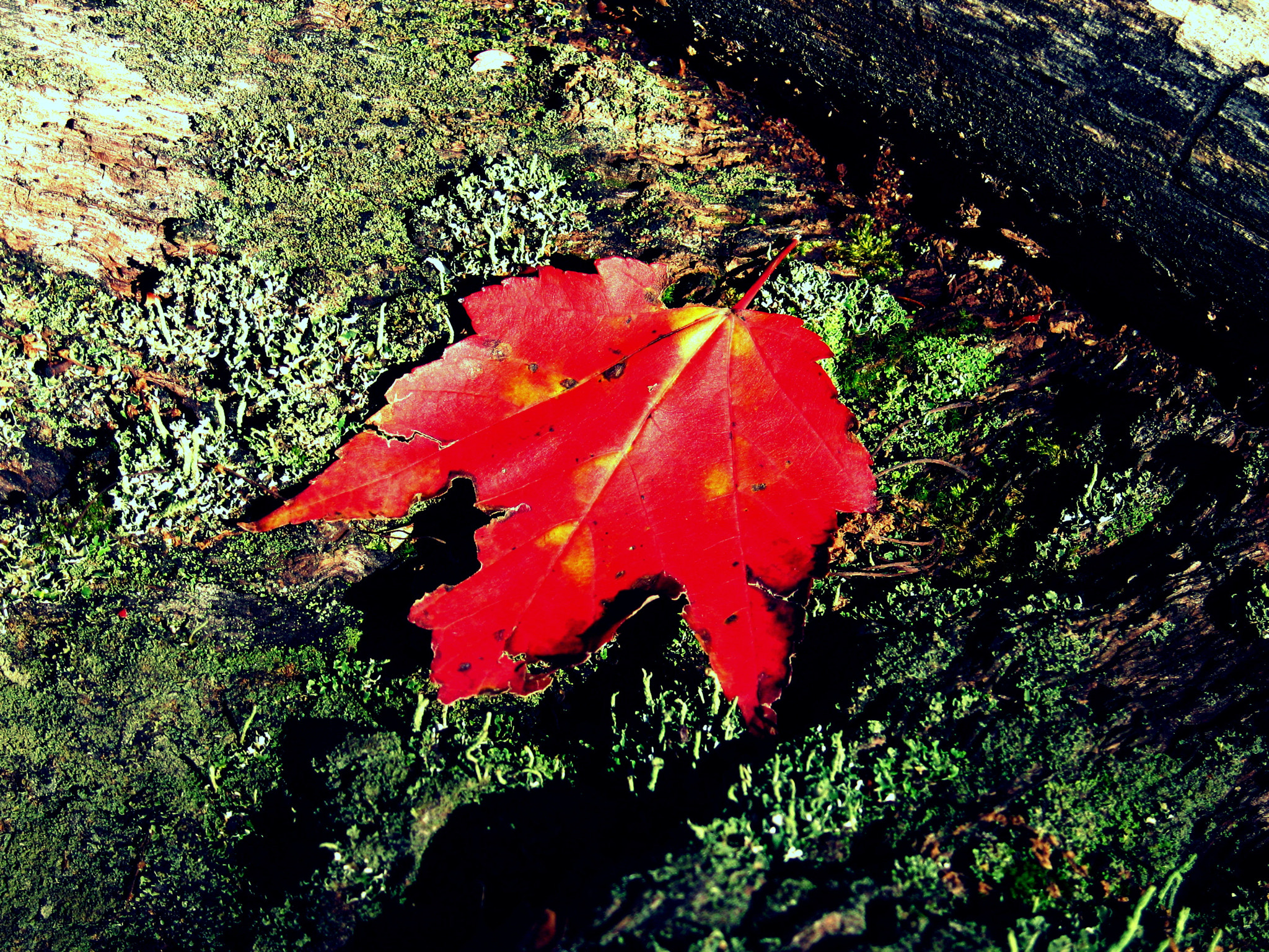 Canon POWERSHOT S80 sample photo. Autumn freshness photography