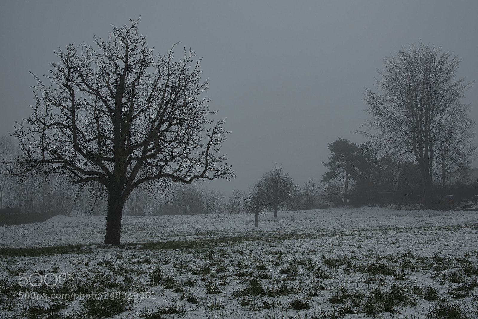 Fujifilm X-Pro2 sample photo. Foggy morning photography
