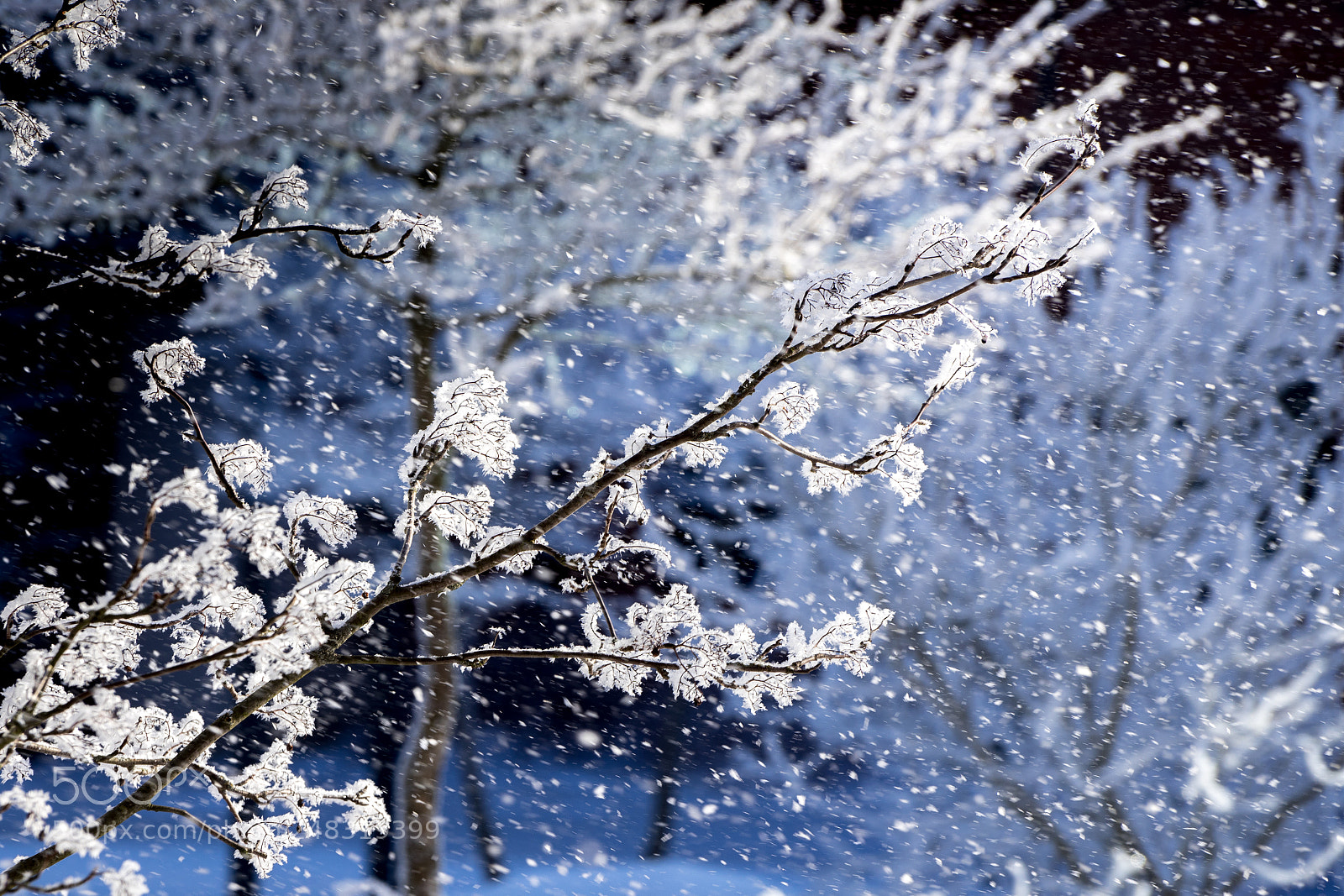Sony a7 II sample photo. 050/365: snowy branches photography