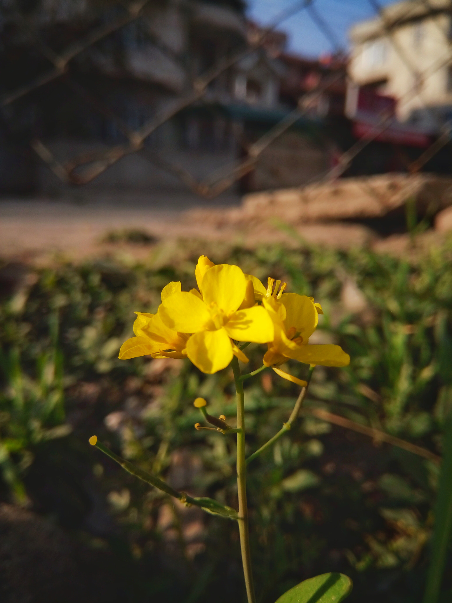 GIONEE A1 lite sample photo