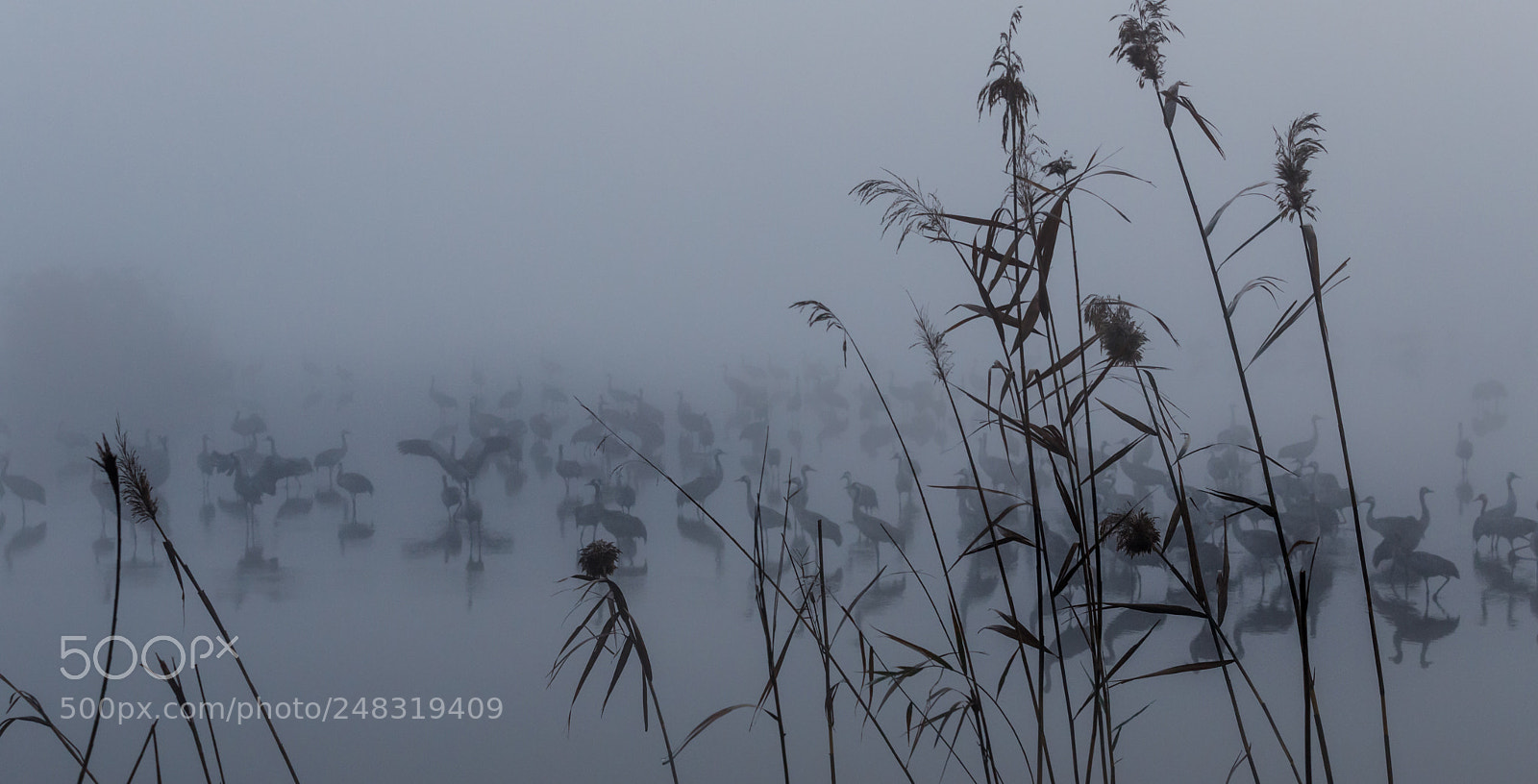 Canon EOS 6D Mark II sample photo. Cranes photography