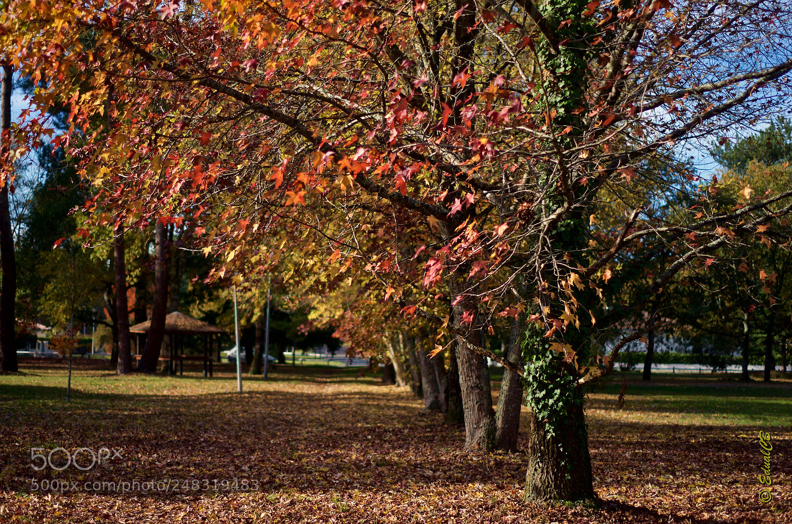 Pentax K-5 sample photo. Tree automn color photography