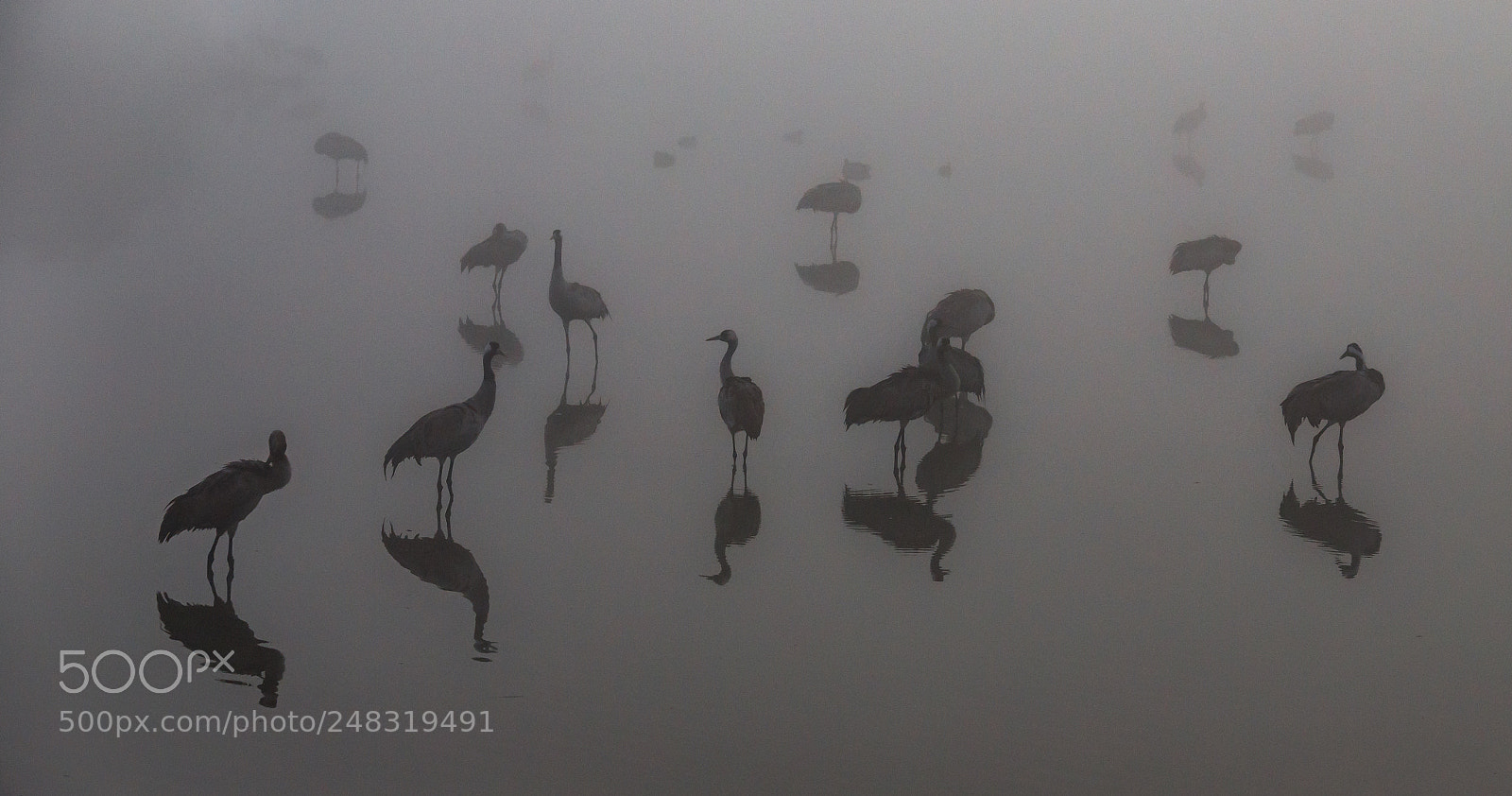 Canon EOS 6D Mark II sample photo. Cranes photography