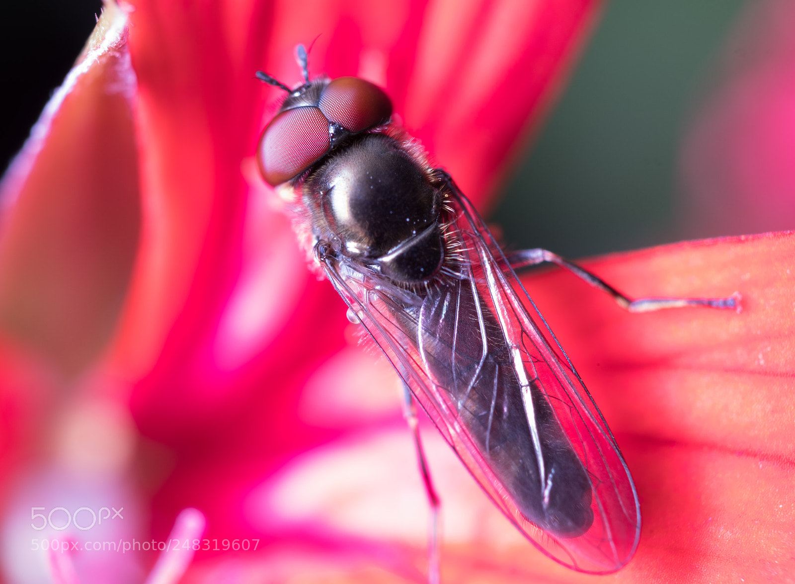 Fujifilm X-T2 sample photo. Hoverfly photography