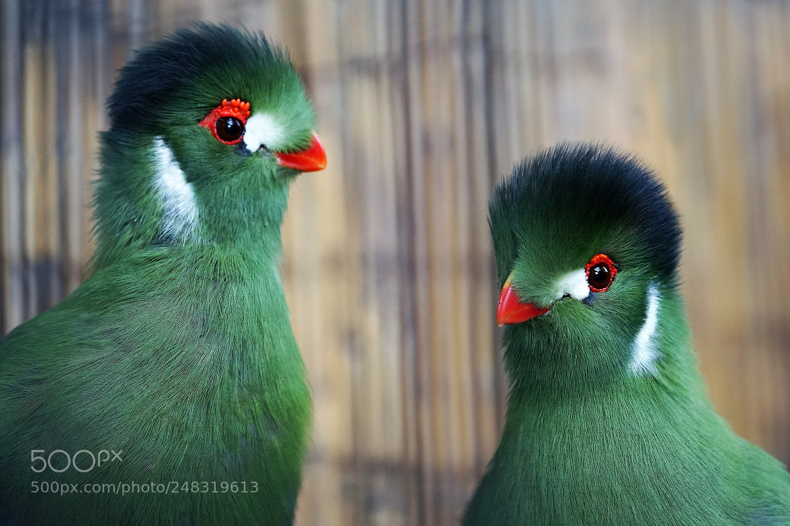 Sony a7 II sample photo. Dsc photography