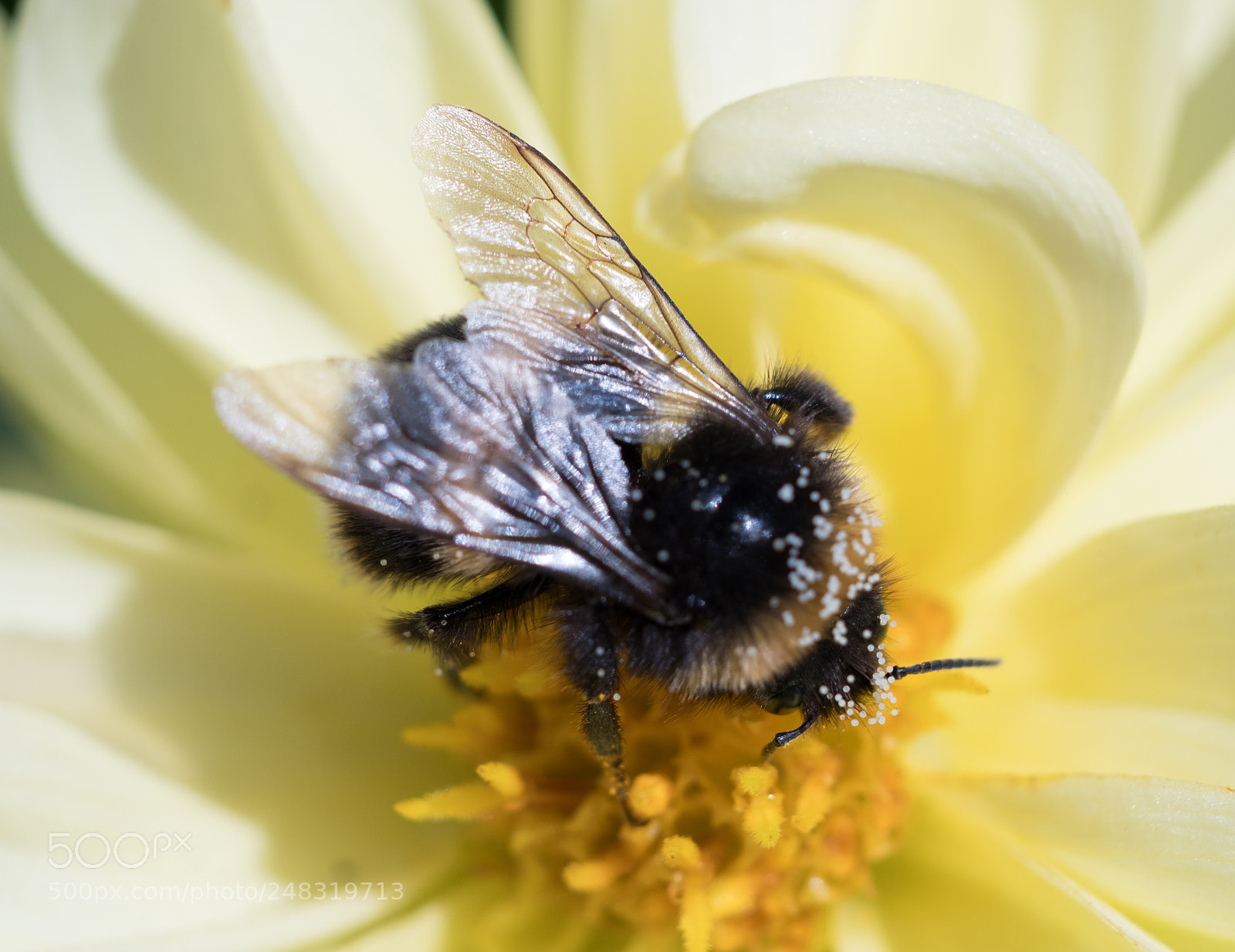 Fujifilm X-T2 sample photo. Bumble bee photography