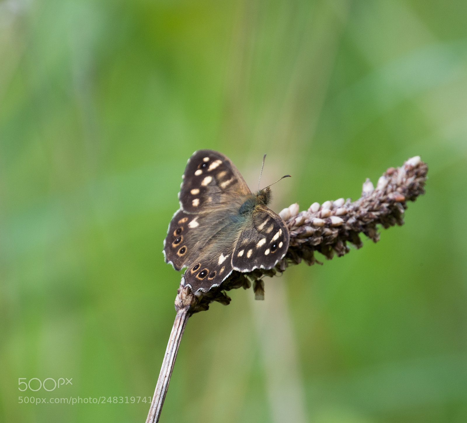 Fujifilm X-T2 sample photo. Speckled wood butterfly photography