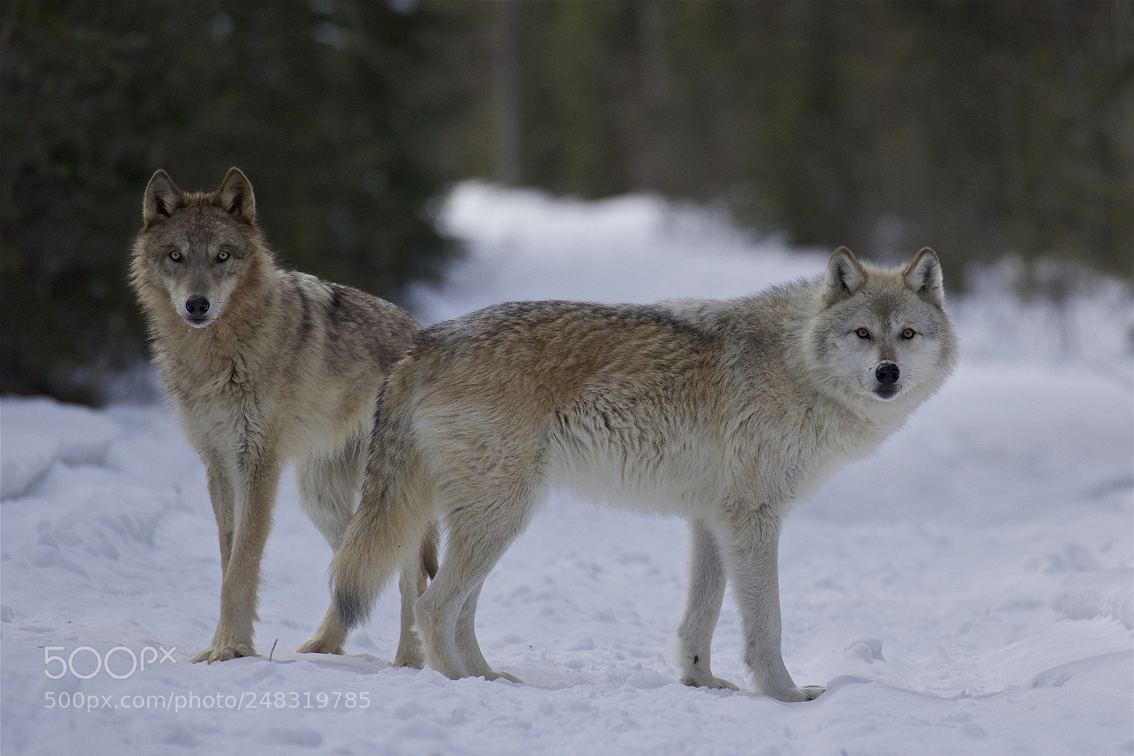 Canon EOS 7D Mark II sample photo. Attentive wolves photography