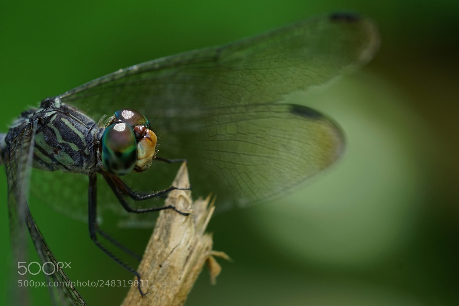 Sony a7 II sample photo. Dsc photography