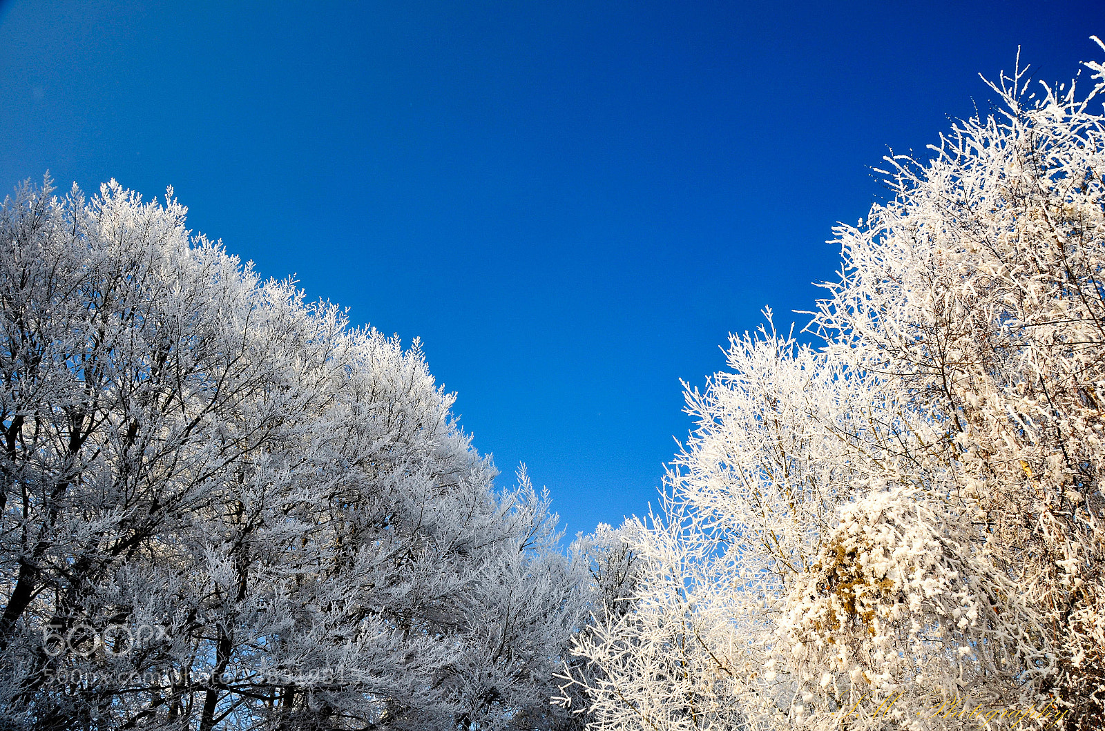 Nikon D5100 sample photo. Baumwipfel weiß blau photography