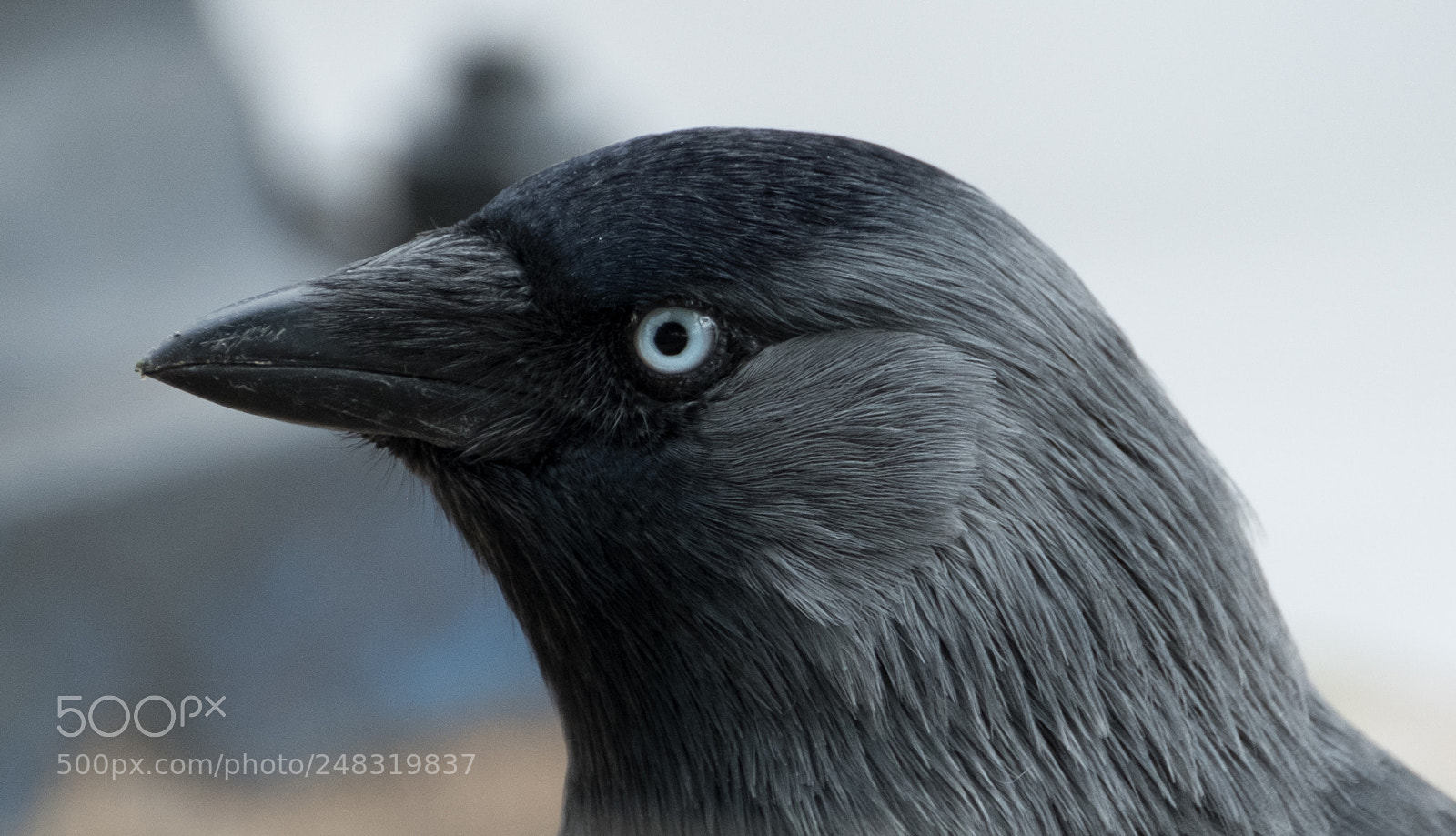 Fujifilm X-T2 sample photo. Jackdaw photography