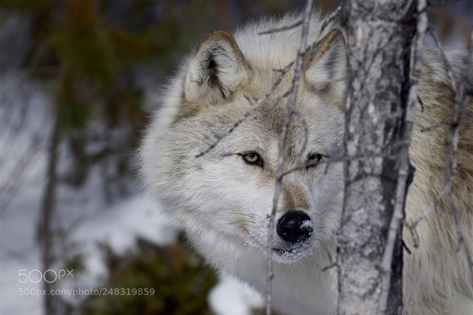 Canon EOS 7D Mark II sample photo. A female wolf photography