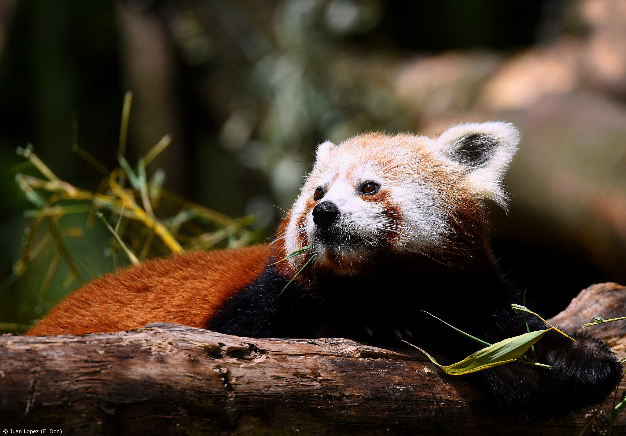 Nikon D810 + Sigma 150-600mm F5-6.3 DG OS HSM | S sample photo. Red panda....chill and enjoy...!!! photography