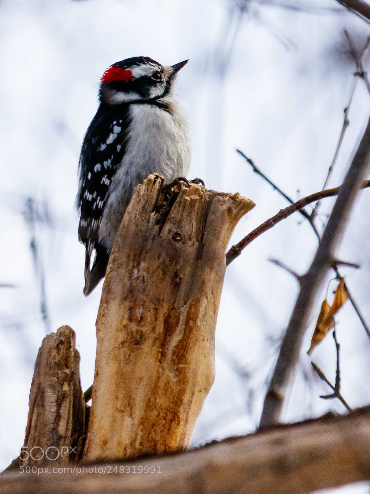 Canon EOS 80D sample photo. Downy woodpecker photography