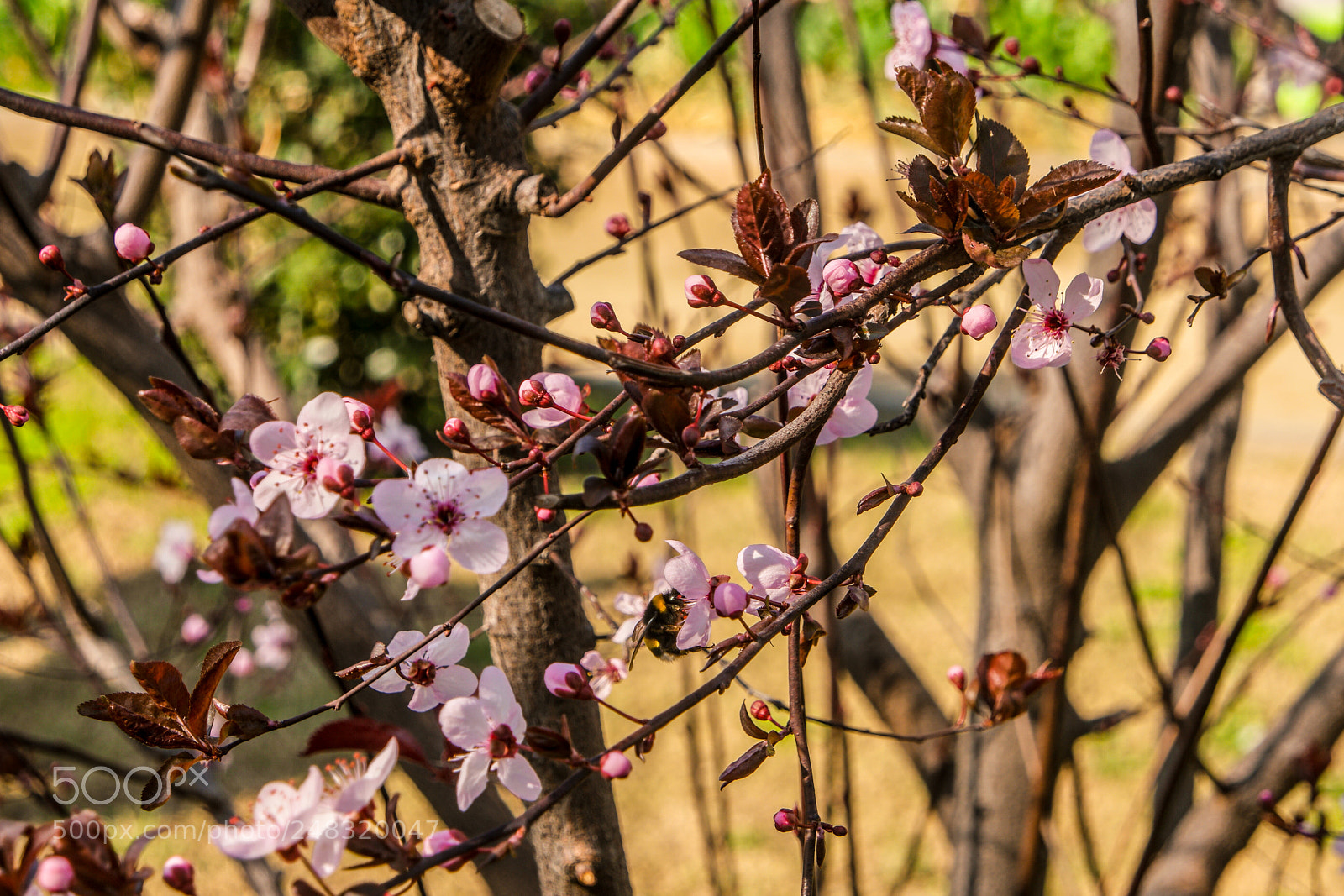 Samsung NX500 sample photo. Bombus terrestris photography
